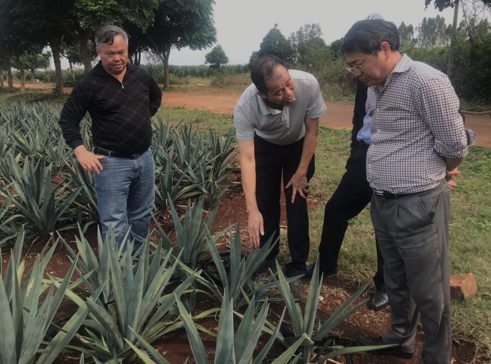 “中國劍麻之鄉”湛江農墾,積極創建國家現代農業產業園
