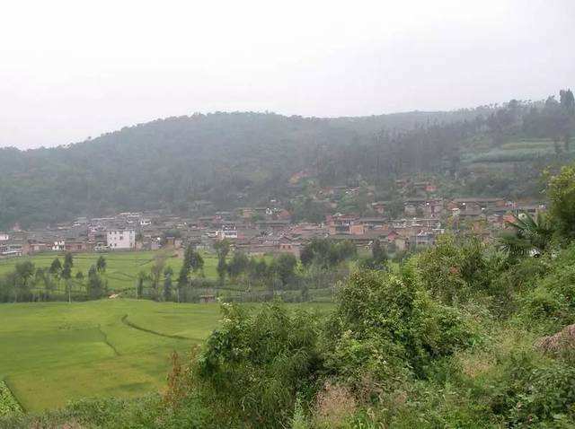 白水鎮(zhèn)桃園村發(fā)展現代農業(yè)助推鄉(xiāng)村振興