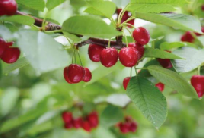 遼寧省大連瓦房店市全力推進(jìn)國(guó)家現(xiàn)代農(nóng)業(yè)產(chǎn)業(yè)園建設(shè)