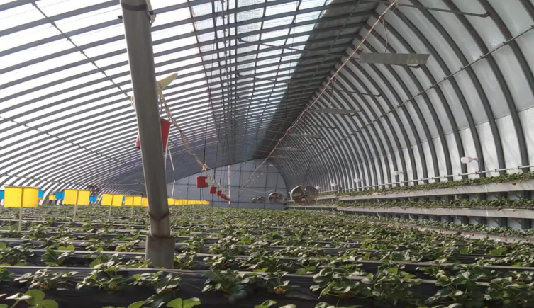 走特色高效農業(yè)之路，晉中榆次區(qū)積極申報國家現(xiàn)代農業(yè)產業(yè)園