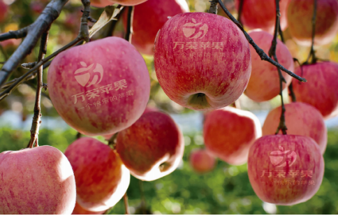 依托蘋果和香菇兩大特色優(yōu)勢(shì)產(chǎn)業(yè)，萬榮縣積極申創(chuàng)國家農(nóng)業(yè)現(xiàn)代化示范區(qū)